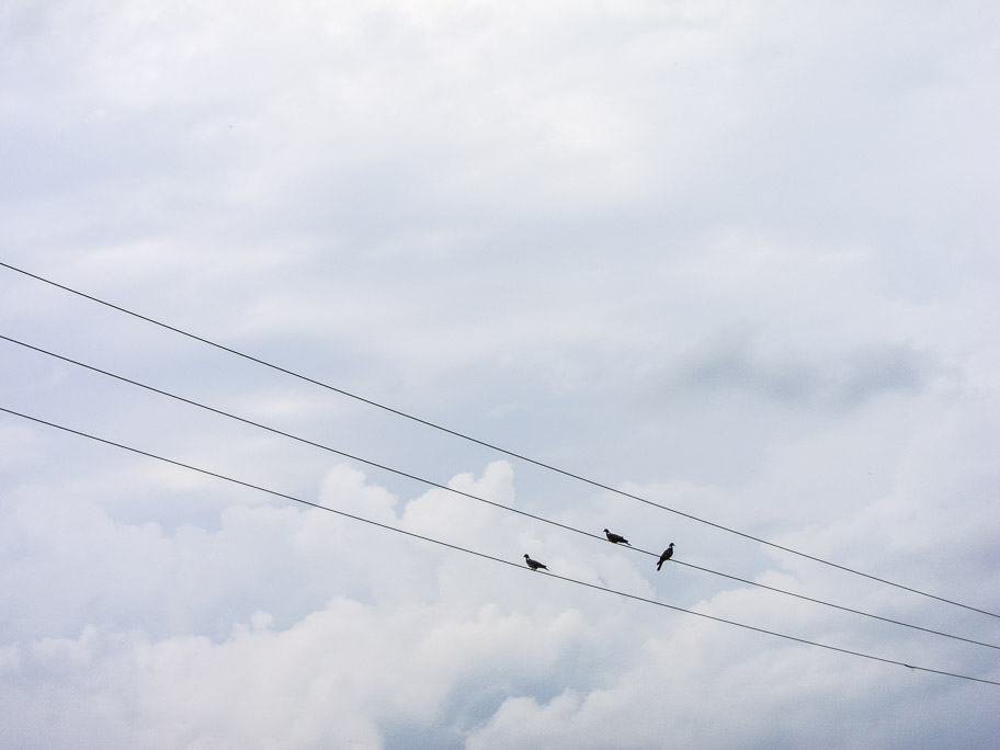 Birds on Wires