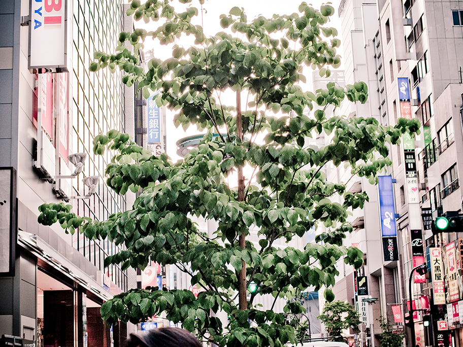 Shibuya Tree